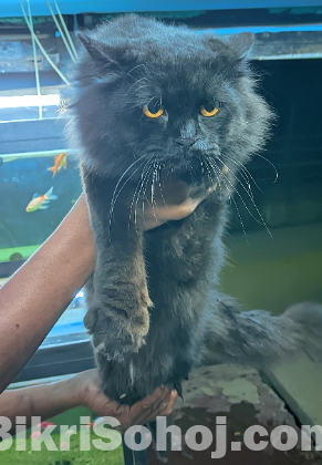 Persian Male Cat